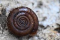 Helicodonta obvoluta