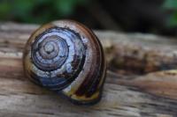 Cepaea nemoralis