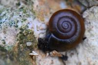 Aegopinella nitidula