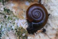 Aegopinella nitidula