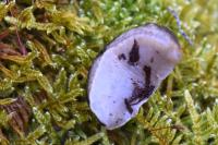 Arion fasciatus