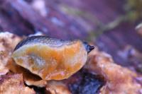 Arion hortensis