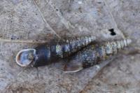 Cochlodina laminata