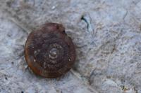 Gonyodiscus rotundatus