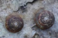 Gonyodiscus rotundatus
