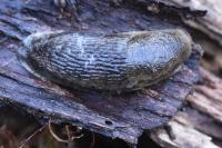 Arion fasciatus