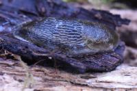 Arion fasciatus