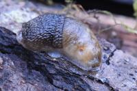 Arion fasciatus