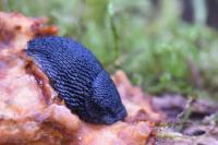 Arion hortensis