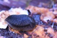 Arion hortensis