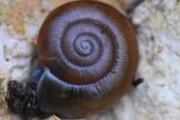 Aegopinella nitidula
