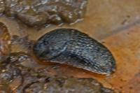 Arion hortensis