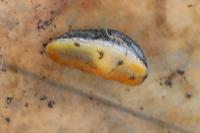 Arion hortensis