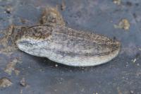 Arion fasciatus