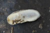Arion fasciatus