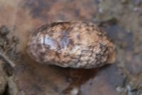 Deroceras reticulatum