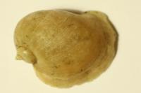Radix auricularia
