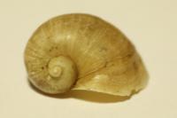 Radix auricularia