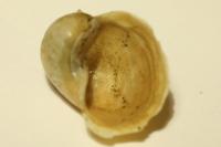 Radix auricularia