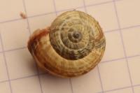 Cernuella aginnica