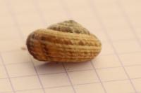 Cernuella aginnica