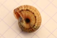 Cernuella aginnica