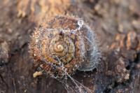 Trochulus hispidus