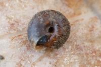 Trochulus hispidus