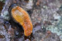 Arion hortensis
