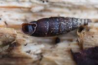 Clausilia bidentata