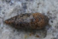 Deroceras reticulatum