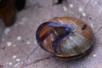 Cepaea nemoralis