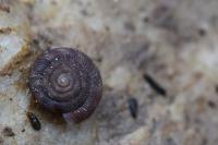 Gonyodiscus rotundatus