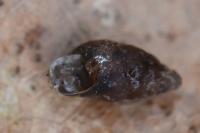 Merdigera obscura