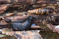 Cochlodina laminata