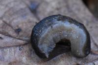 Limax cinereoniger