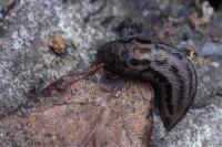Limax maximus