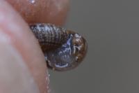 Xeroplexa intersecta