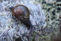 Semilimax pyrenaicus