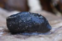 Limax cinereoniger