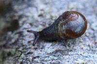 Semilimax pyrenaicus