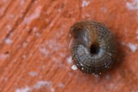 Xeroplexa intersecta