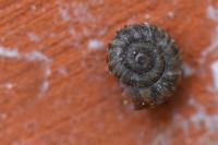 Xeroplexa intersecta