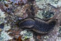Arion hortensis
