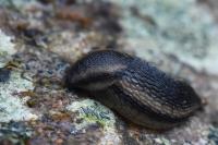 Arion hortensis