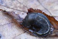 Limax cinereoniger