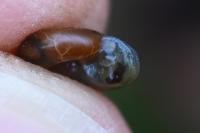 Aegopinella