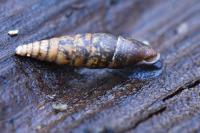 Cochlodina laminata