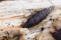Clausilia bidentata