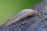 Lehmannia marginata